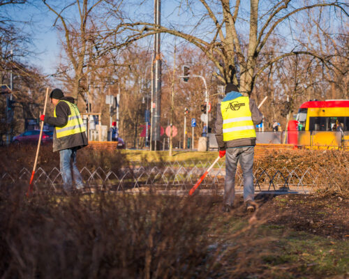 Pracownicy grabią liście na skwerze