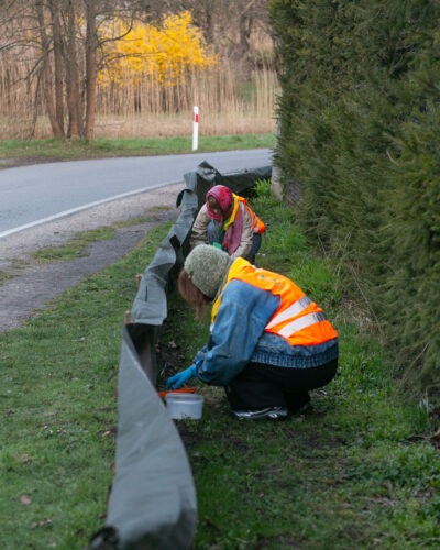 dwie wolontariuszki sprawdzają zakopane w ziemi pułapki na płazy