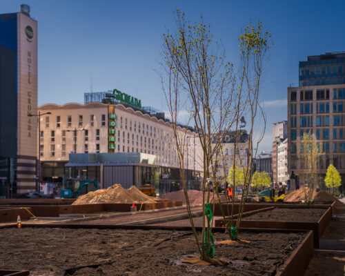 Klony tatarskie Ginnala posadzone na Placu Powstańców Warszawy
