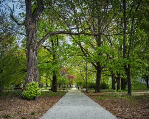 Nowa alejka na Skwerze im. Rodziny Matysiaków
