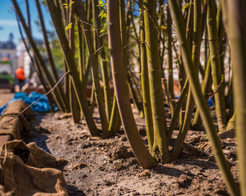 Klony tatarskie Ginnala posadzone na Placu Powstańców Warszawy