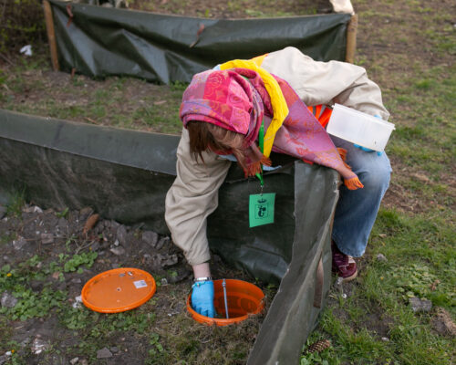 wolontariuszka sprawdza pułapkę na płazy w postaci wkopanego w ziemię kubełka