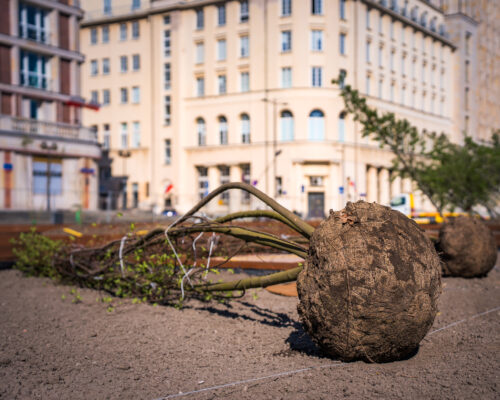 Drzewo leży gotowe do posadzenia na Placu Powstańców Warszawy