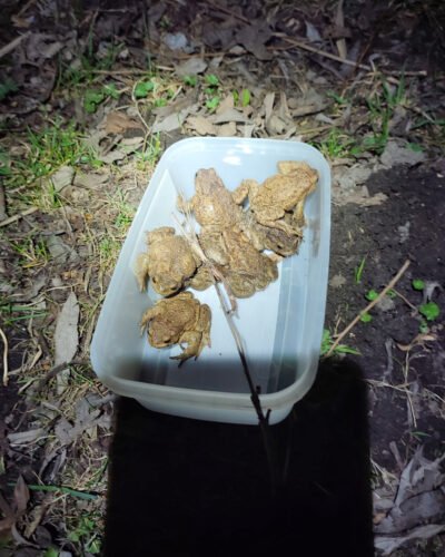 kilka ropuch w plastikowym pojemniku