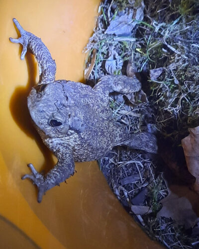 ropucha próbująca wyjść z wiaderka