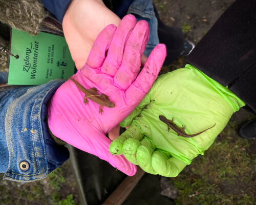dwie dłonie w kolorowych rękawiczkach, a na nich dwie traszki