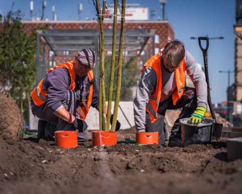 Dwaj mężczyźni sadzą drzewa na Placu Powstańców Warszawy