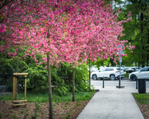 Nowe kwitnące wiśnie na skwerze