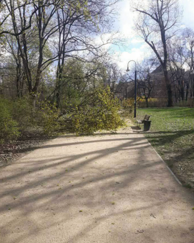 Gałąź leży w alejce w parku