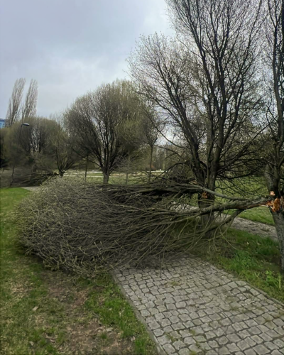 Dwie duże gałęzie w alejce w parku