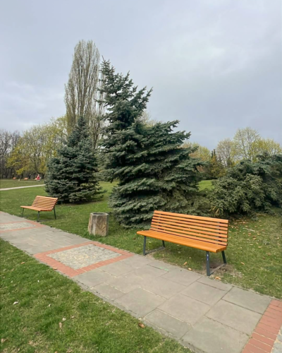 Drzewo pochyla się nad alejką w parku