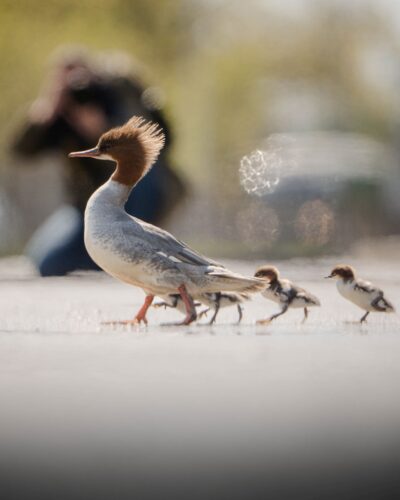 Matka nurogęś z młodymi przechodzi przez ulicę