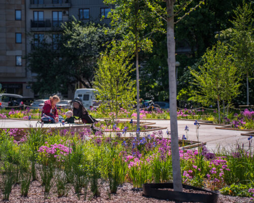 Ogród deszczowy w parku nad POW