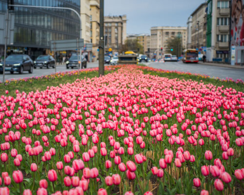 Różowe tulipany przy ul. Waryńskiego