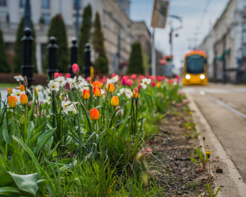 Tulipany przy ulicy