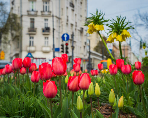 Tulipany i korony cesarskie