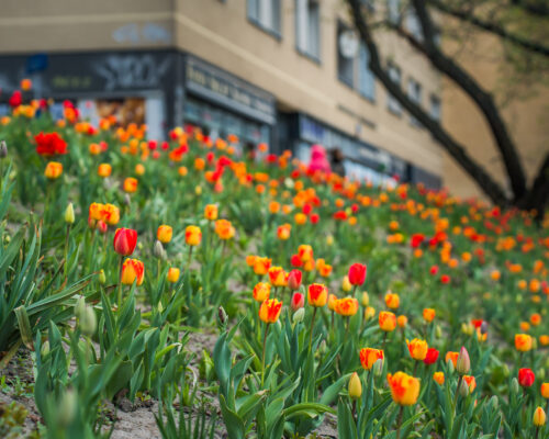Tulipany na skarpie