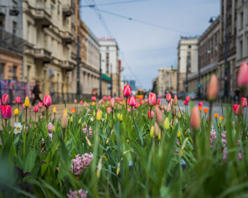 Tulipany przy ulicy