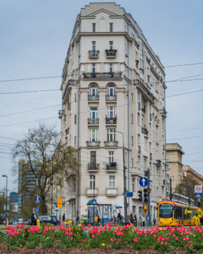 Tulipany na rondzie w Warszawie