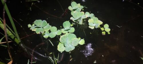 Pistia rozetkowa