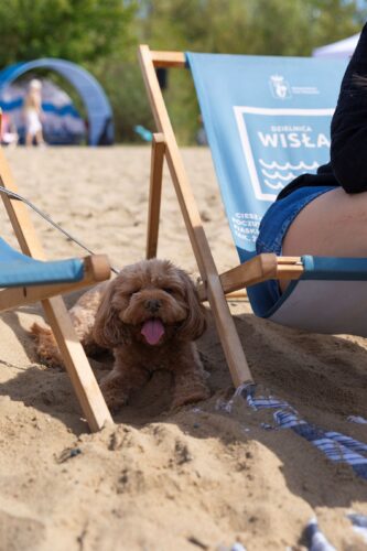 Pies, osoba na leżaku na plaży