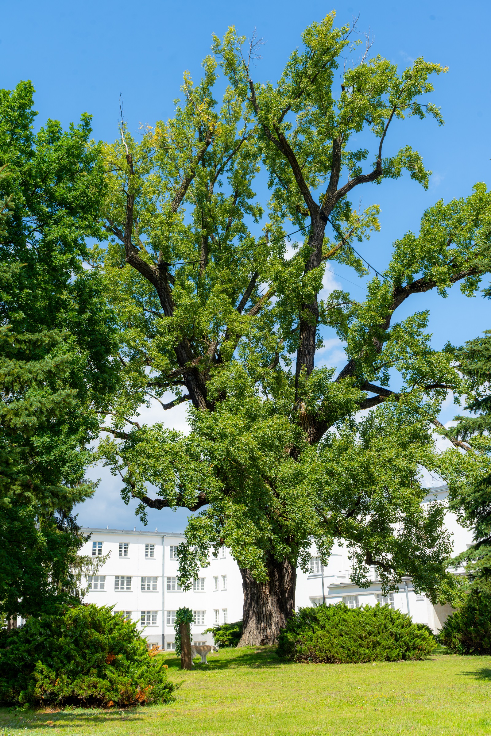 Bielany do_podmiany_2