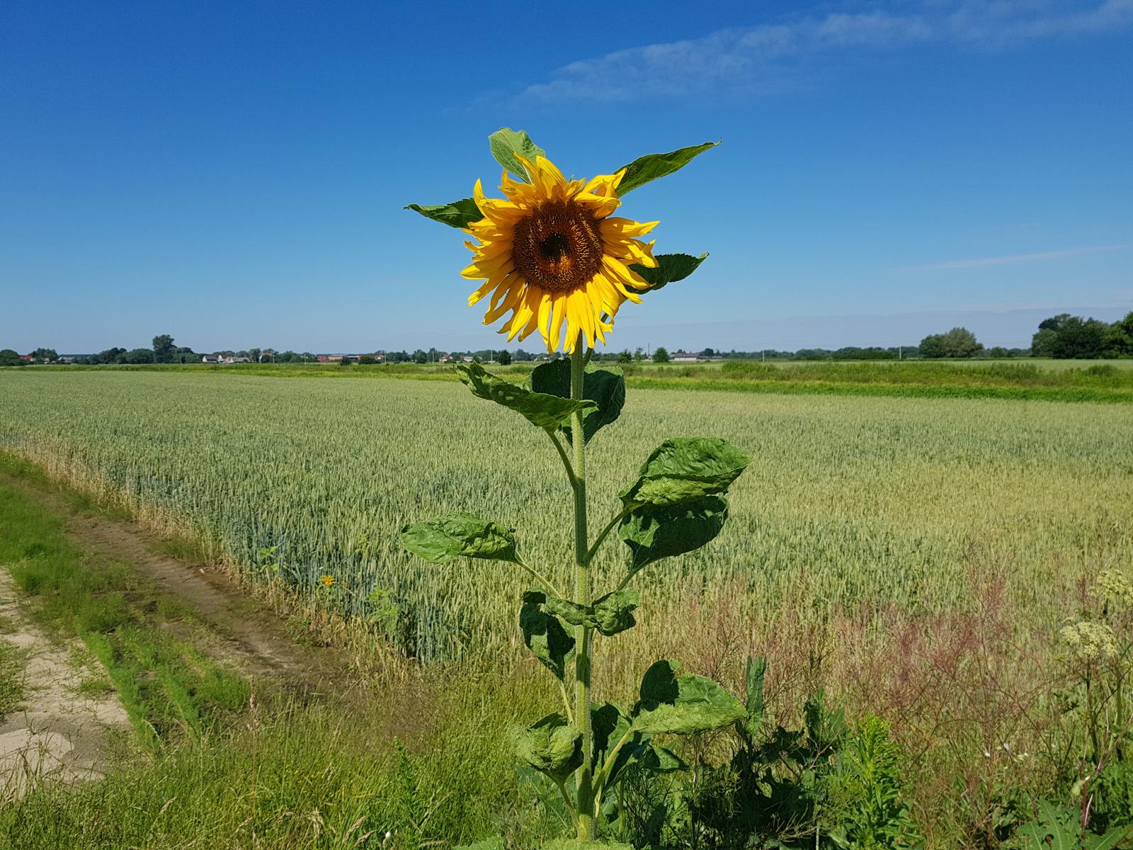 Słonecznik na polu