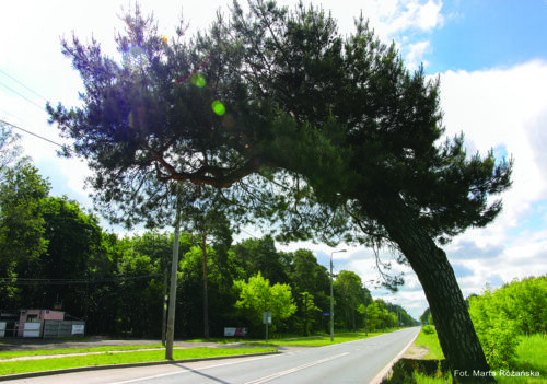 Sosna pochylona nad ulicą