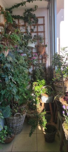 Balkon w kwiatach